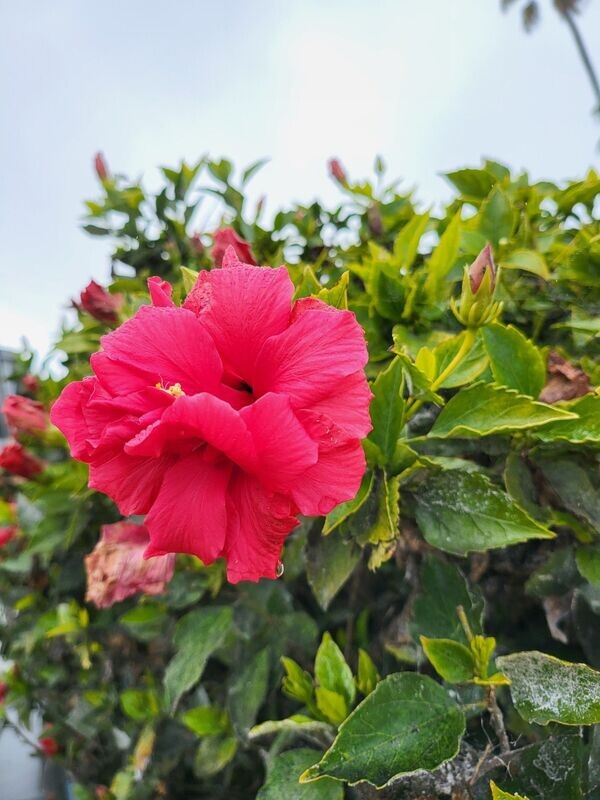 Double Hibiscus 1
