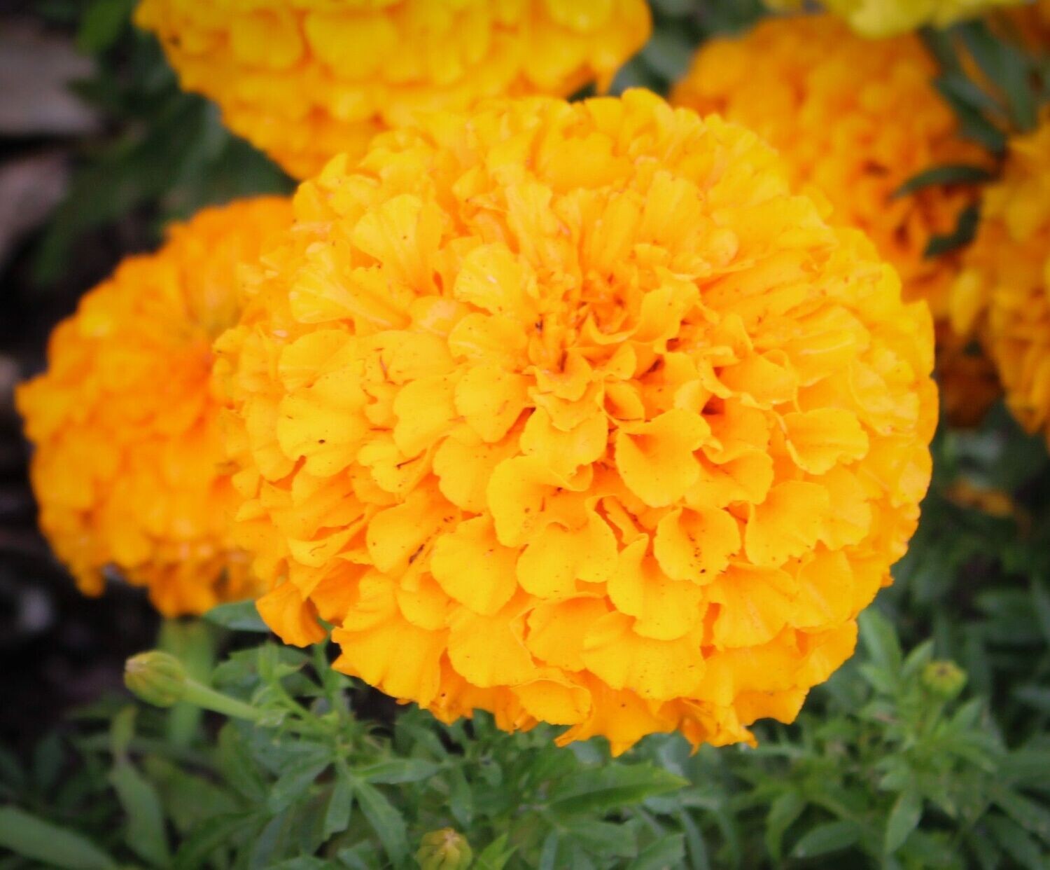 Marigold 1