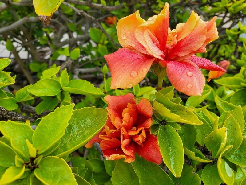 Hibiscus 2