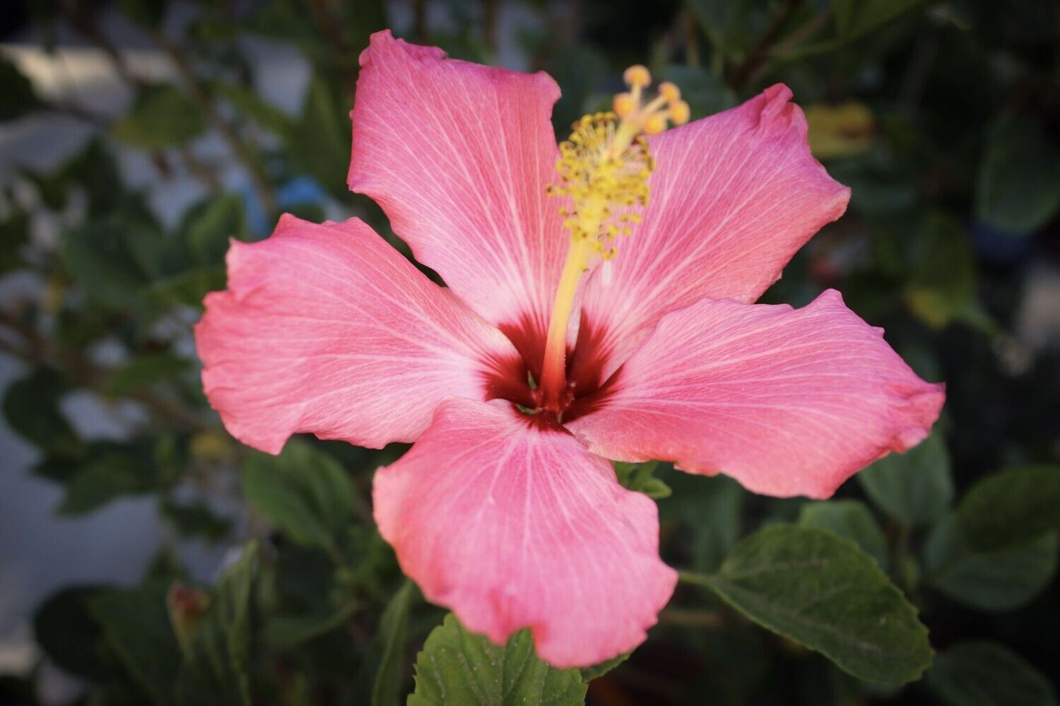 Hibiscus 1