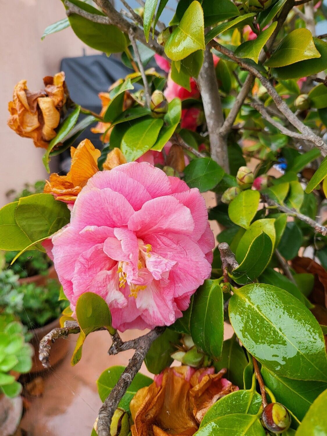 Double Hibiscus 1