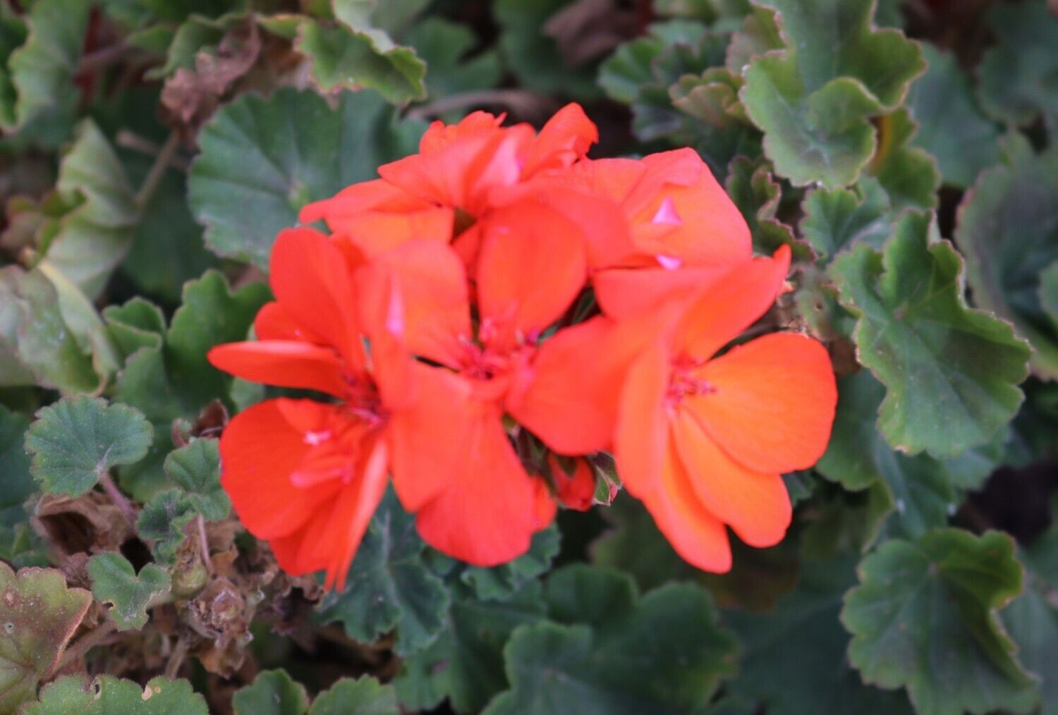 Geranium 3