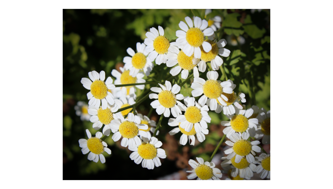 Daisy 1