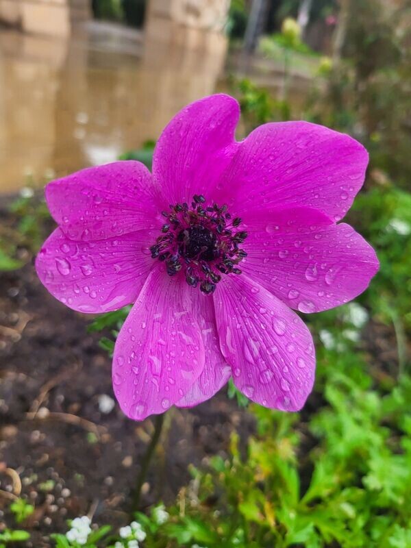 Anemone 1