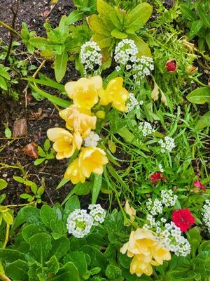 Flower Pictures