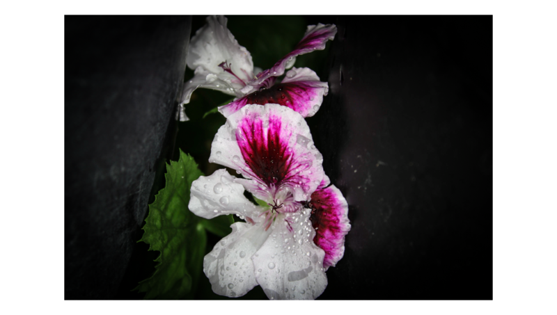 Geranium 1