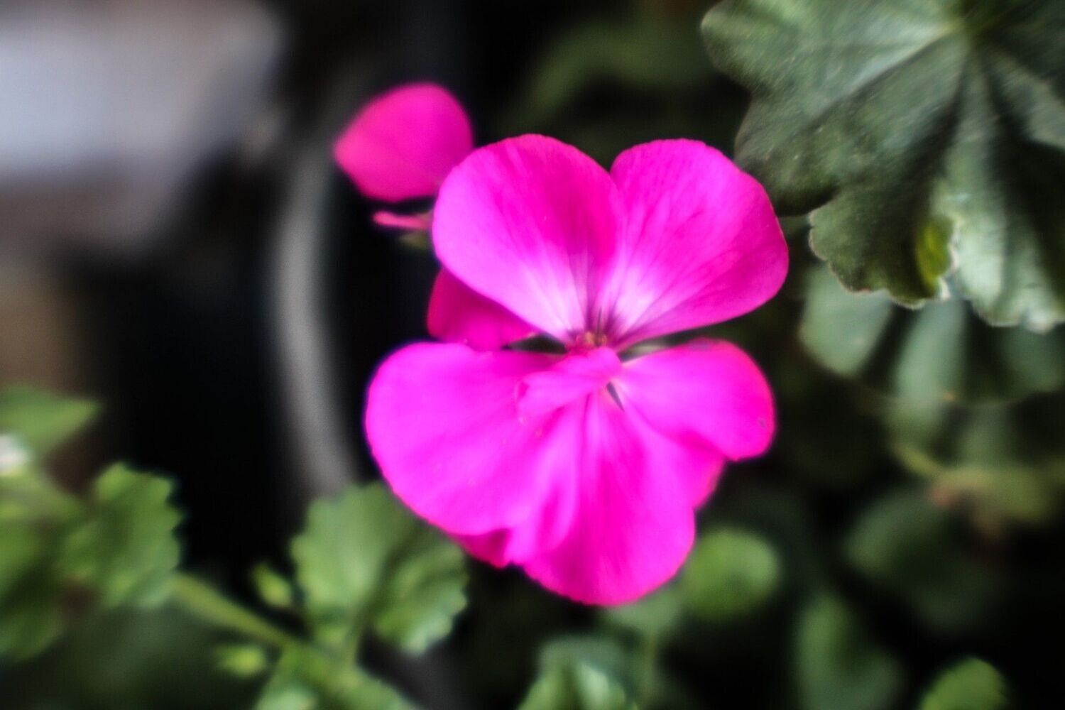 Geranium 2