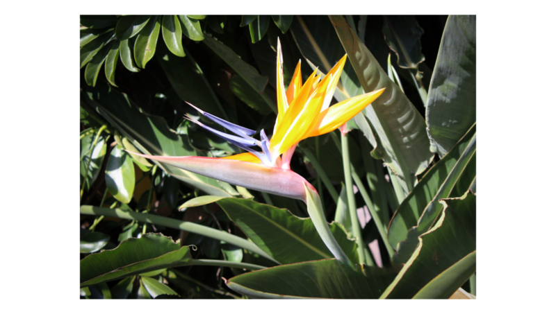 Bird Of Paradise 1