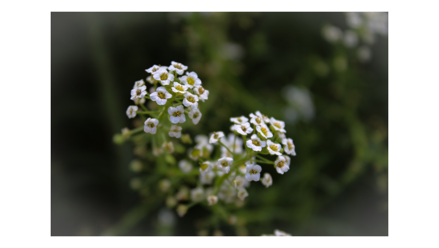 Baby Breath 1