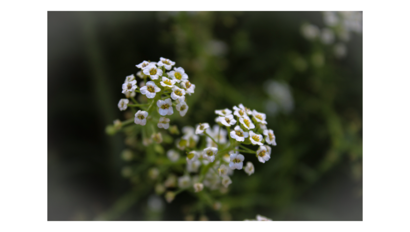 Baby Breath 1