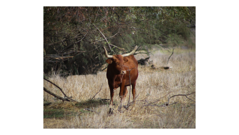 Longhorn Cows 5