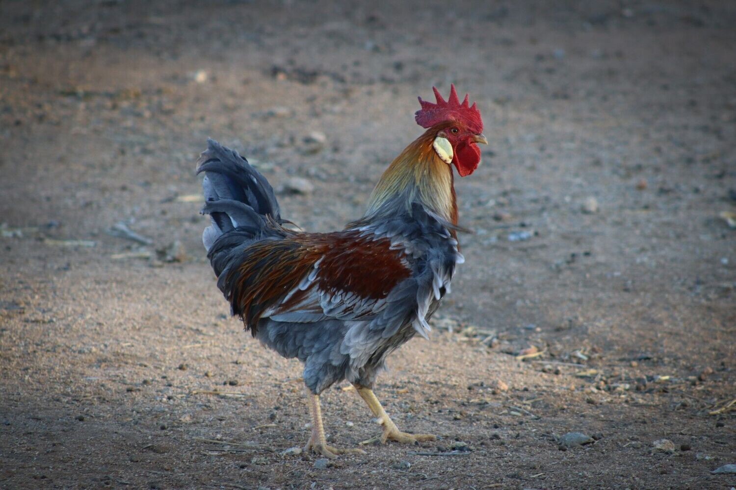 Rooster 1