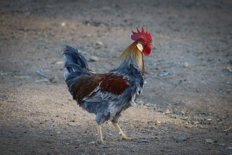 Rooster 1