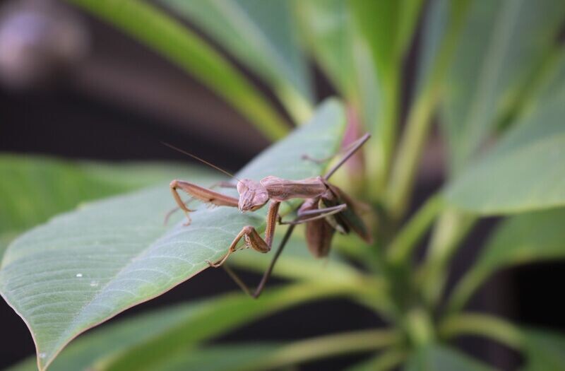 Mantis 1