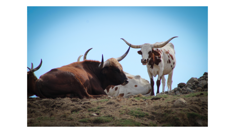 Longhorn Cows