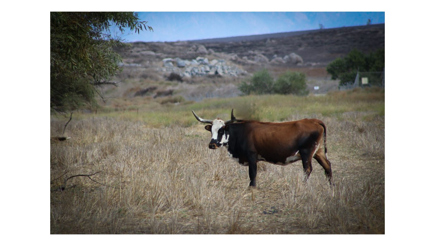 Longhorn Cows 6