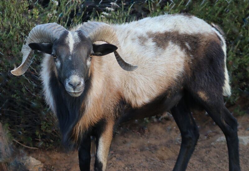 Ram Buckwheat