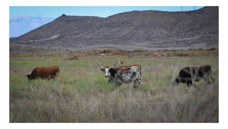 Longhorn Cows 7