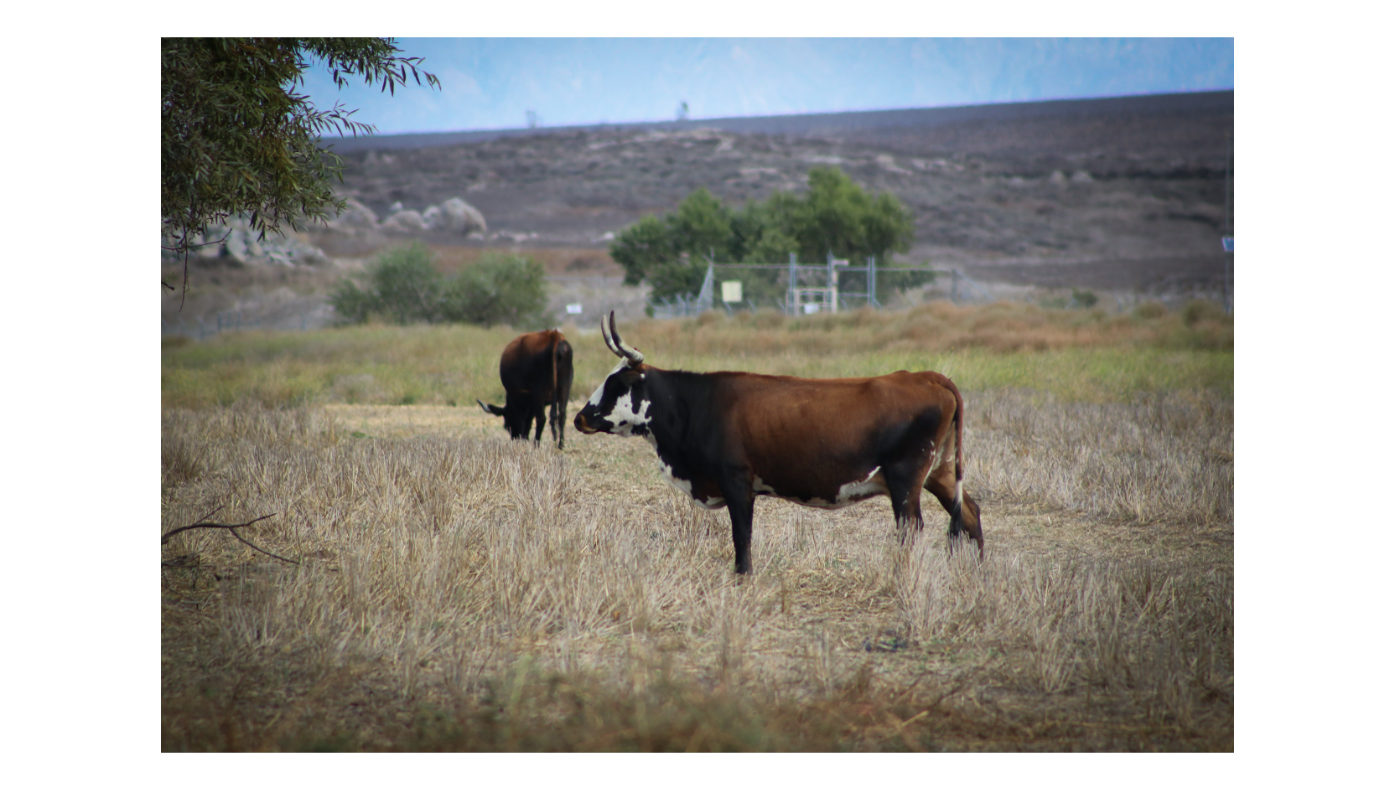 Longhorn Cows 4