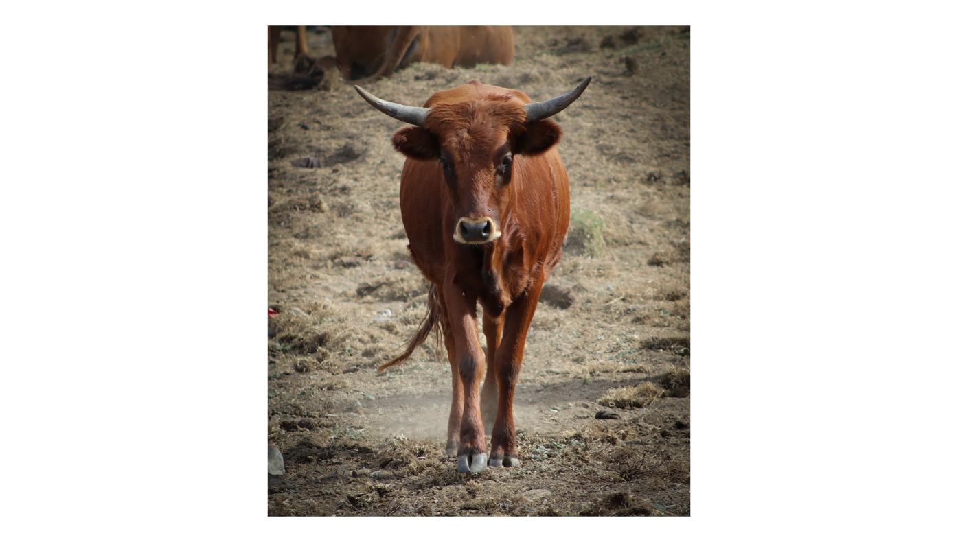 Longhorn Cows 3