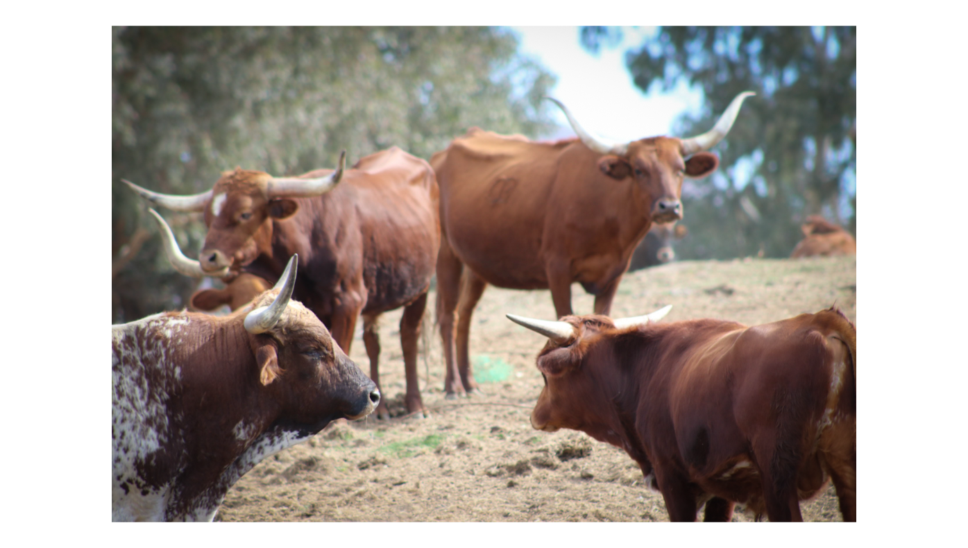 Longhorn Cows 2