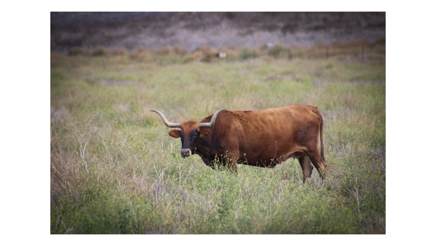 Longhorn Cows 8
