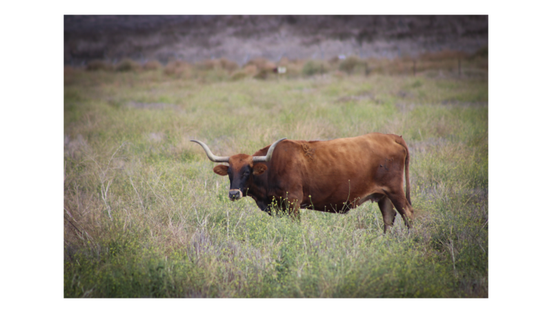 Longhorn Cows 8