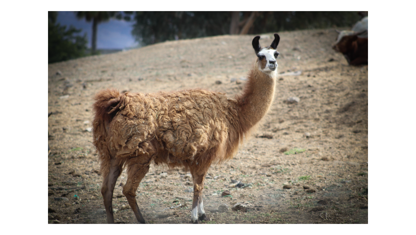 Llama 1