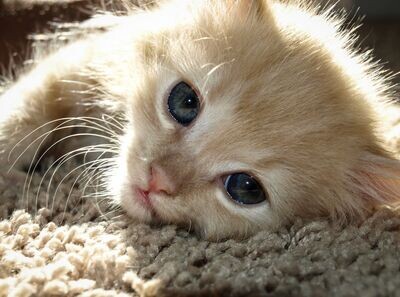 Animal Pictures