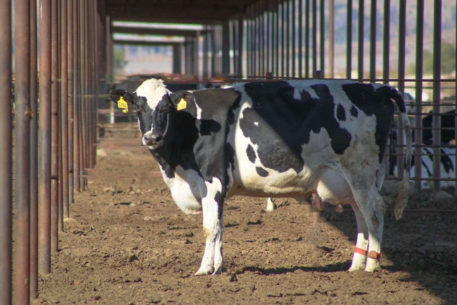 Dairy Cow 1