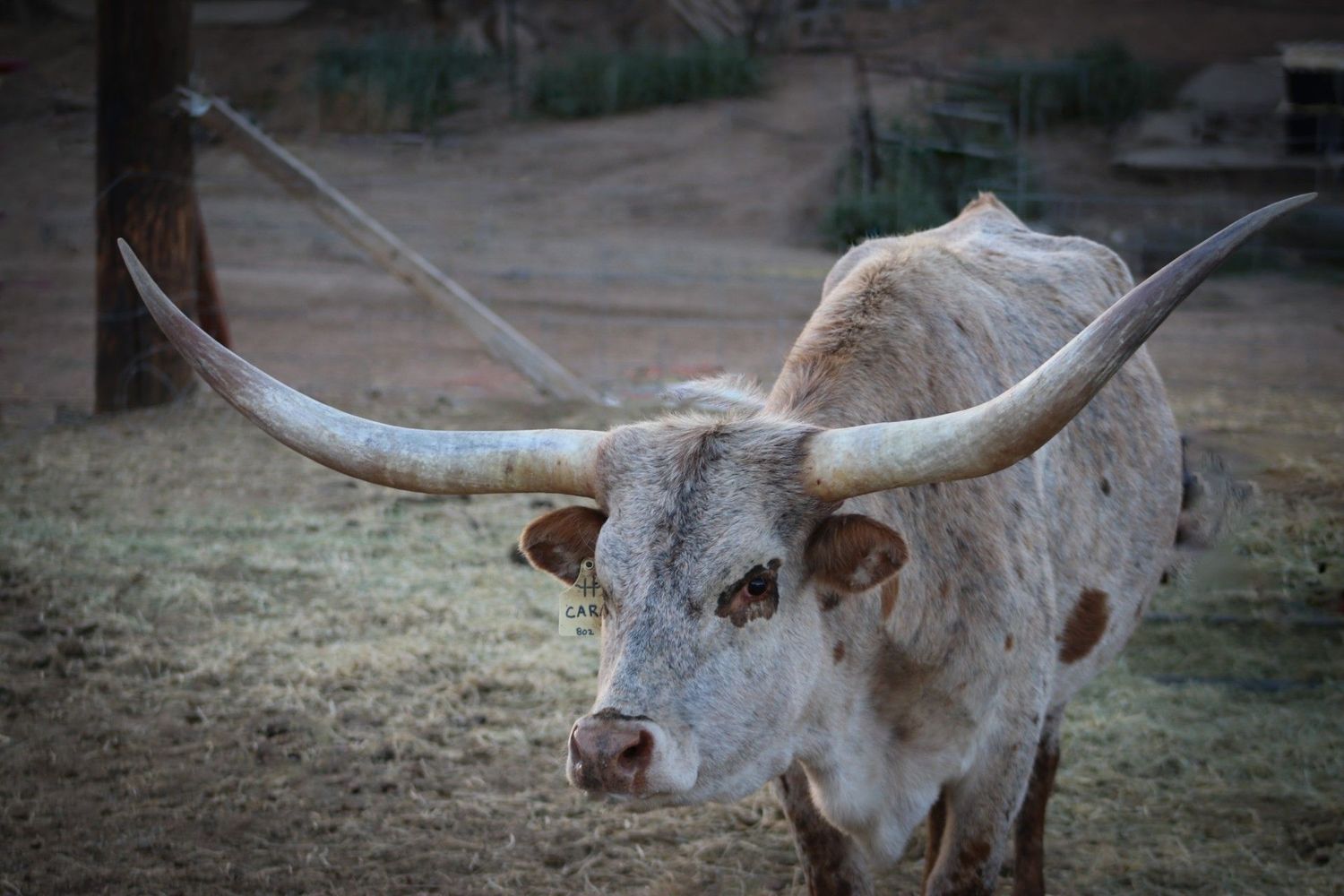 Longhorn Cows 9