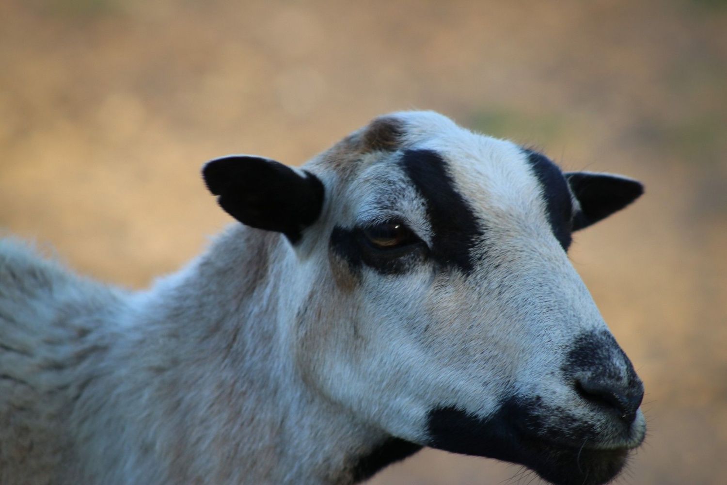 Sheep Buckwheat 1