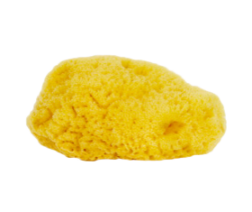 Natural Sea Sponge