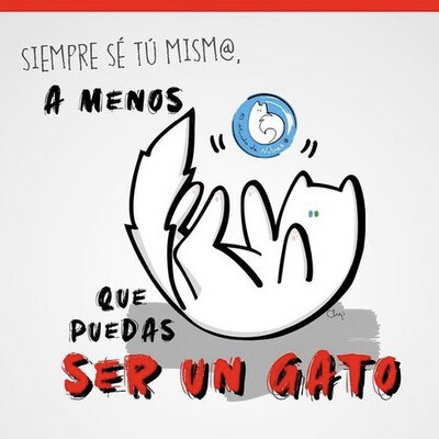 Colección “SÉ UN GATO”