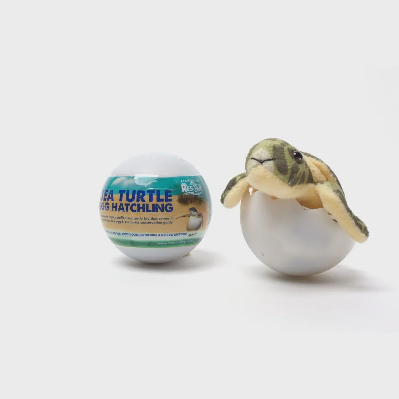 Sea Turtle Hatchling Egg