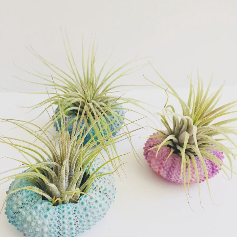 Air Plant + Urchin Shell Holder - Indoor Planter