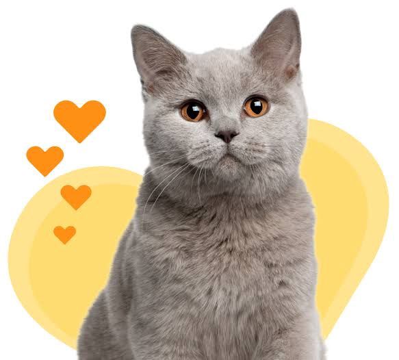 Ocracats 2026 Calendar