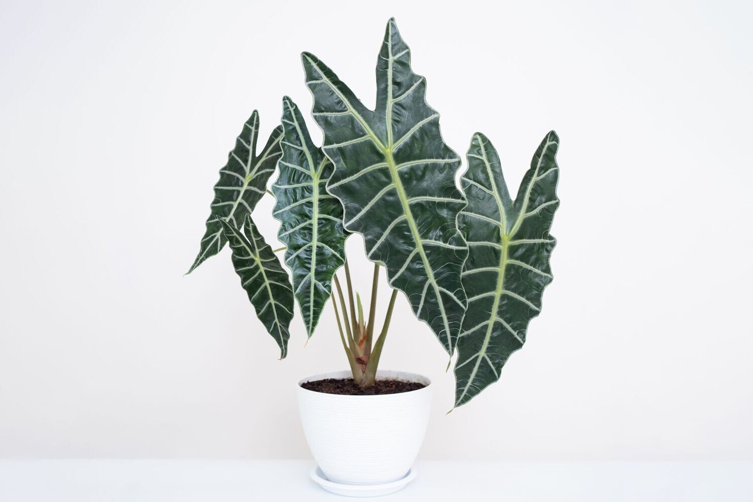 Alocasia