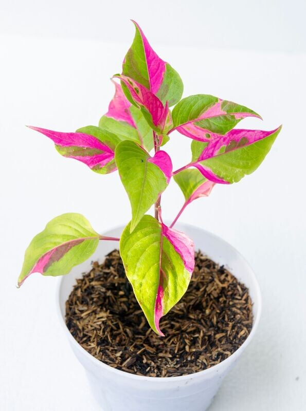 Alternanthera Ficoidea
