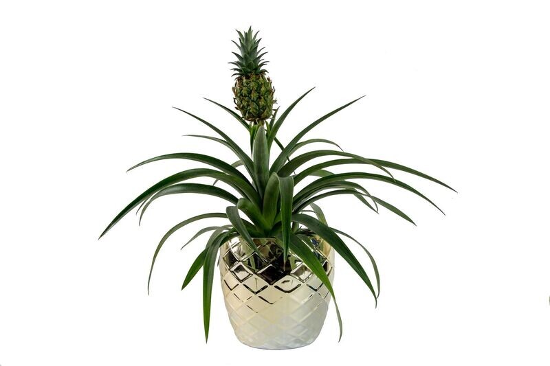 Ananas Comosus