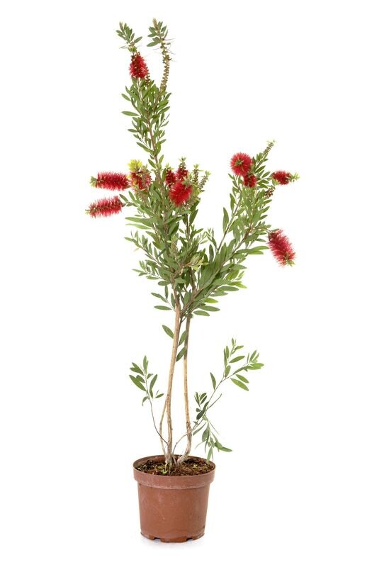 Callistemon