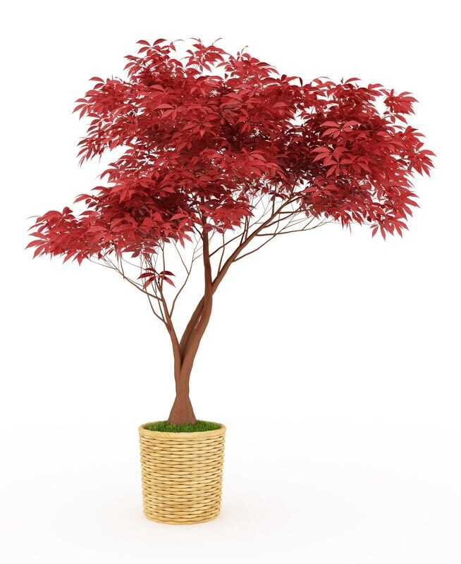 Acer Rubrum