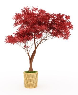 Acer Rubrum