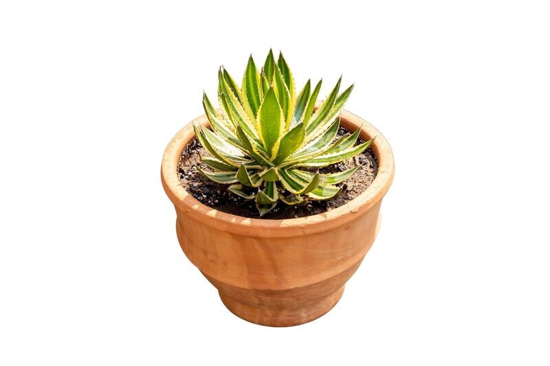Agave Americana