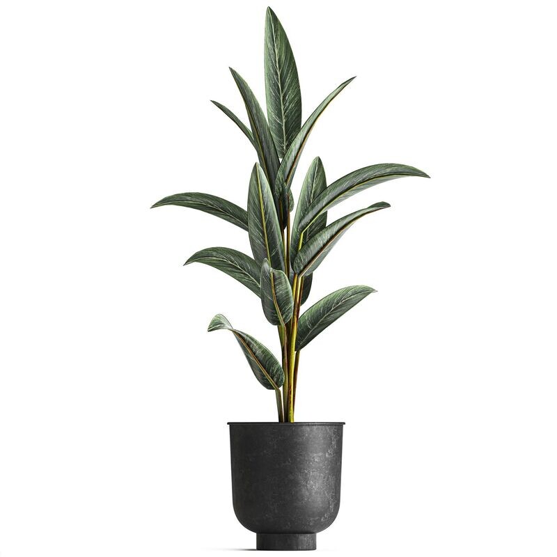 Alpinia Zerumbet