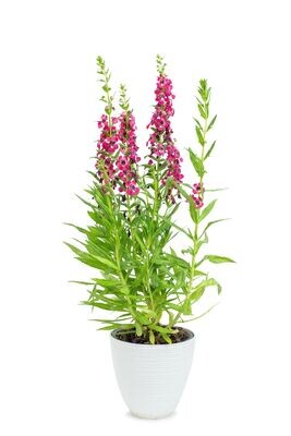 Angelonia
