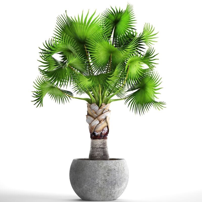 Bismarckia Nobilis