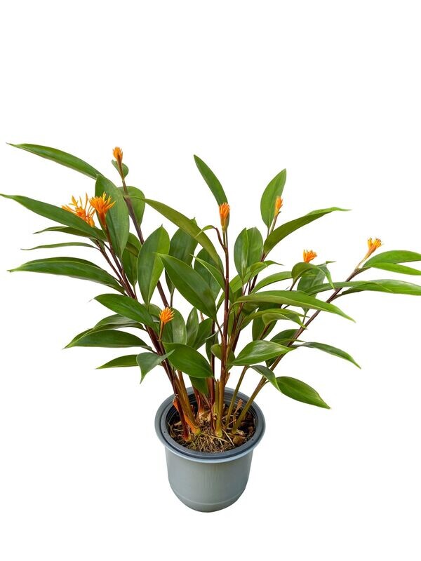 Burbidgea Schizocheila