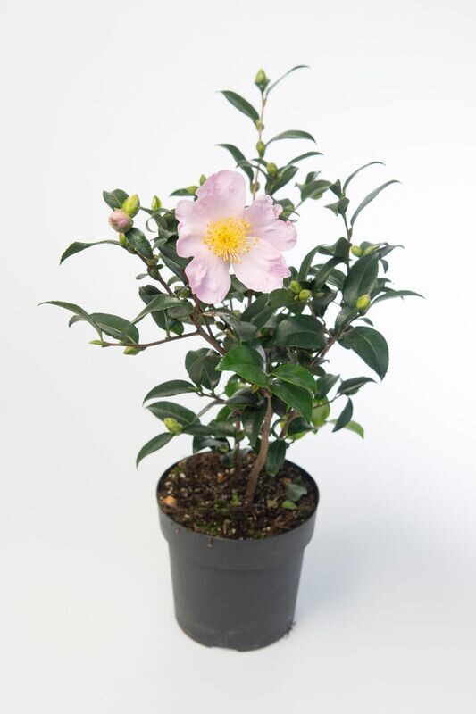 Camellia Sasanqua