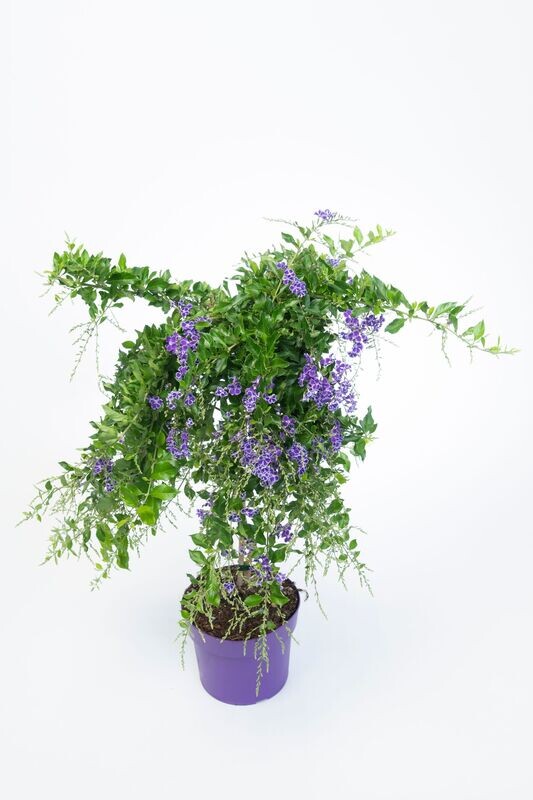 Duranta Erecta